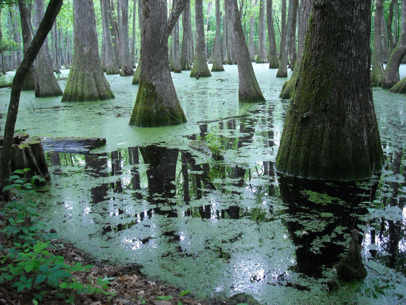 Pearl River backwater in Mississippi